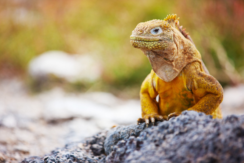 Website - Galapagos
